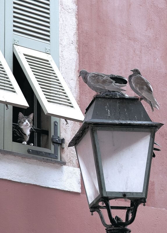 kaiyun sports-克罗地亚马术协会推出马匹健康管理系统，提升马匹福利。，克罗地亚马克西姆