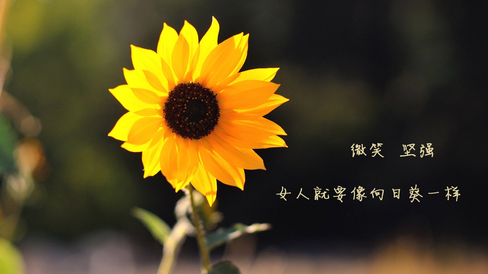 开云体育平台APP-全国滑雪锦标赛，雪地上的速度与激情，全国滑雪冠军赛