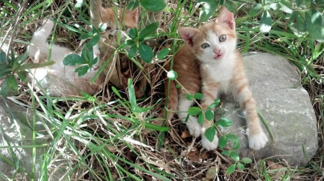 史上最年轻“天才中场”在欧冠开启新篇章，最年轻的天才