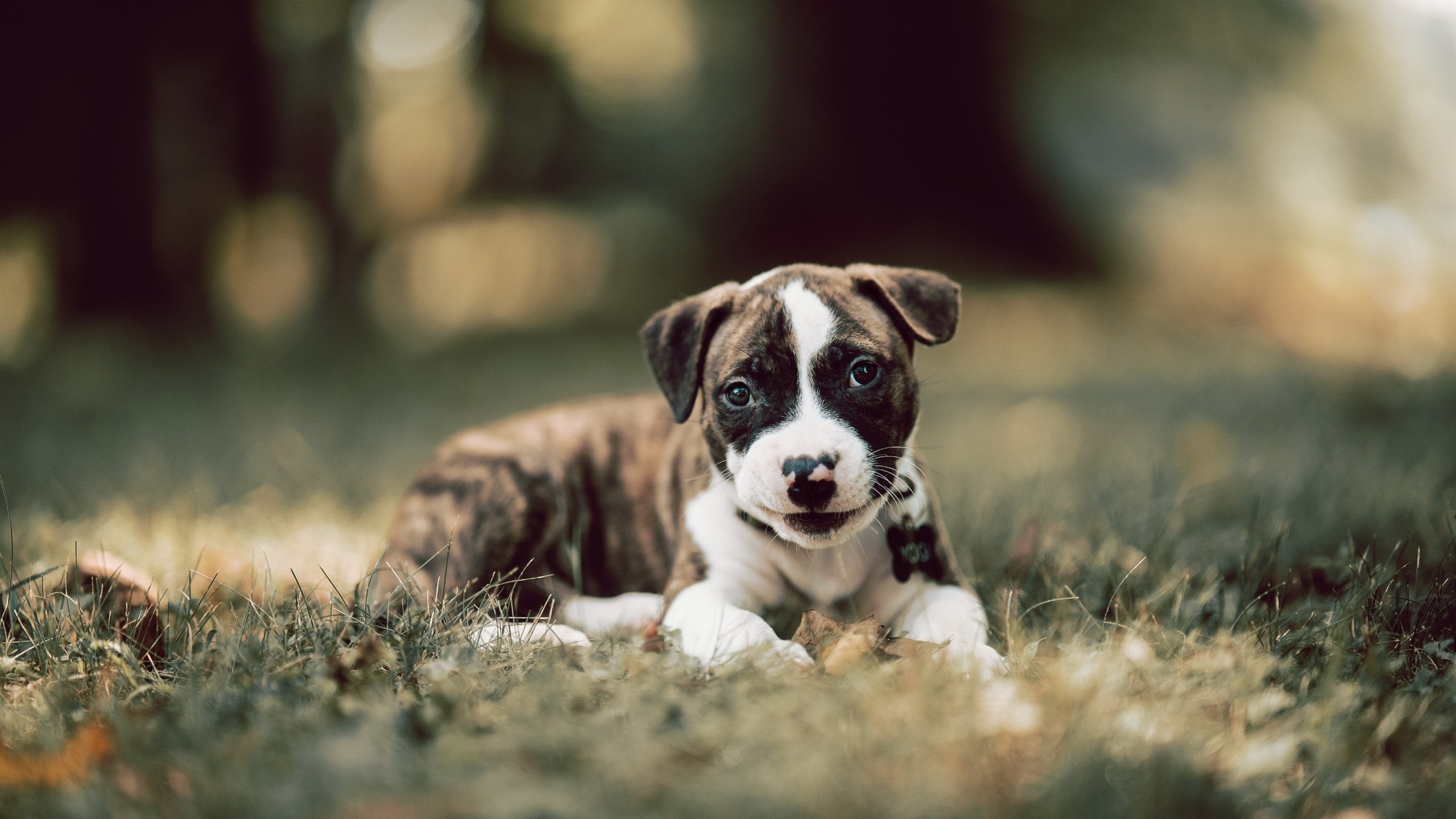 世界高台跳水大奖赛中国队完美发挥，高台跳水比赛