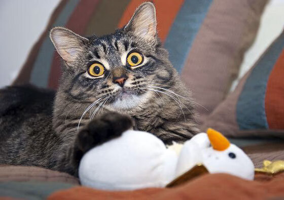 德甲裁判吹罚尺度变化对比赛节奏及犯规趋势影响，足球吹裁判是什么意思